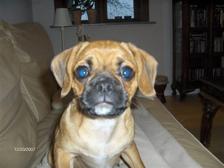 Blanding af racer Frida billede 7