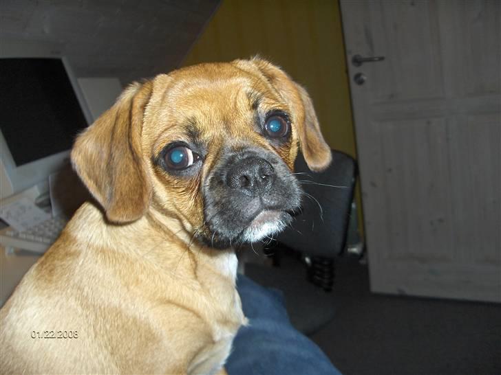 Blanding af racer Frida billede 8