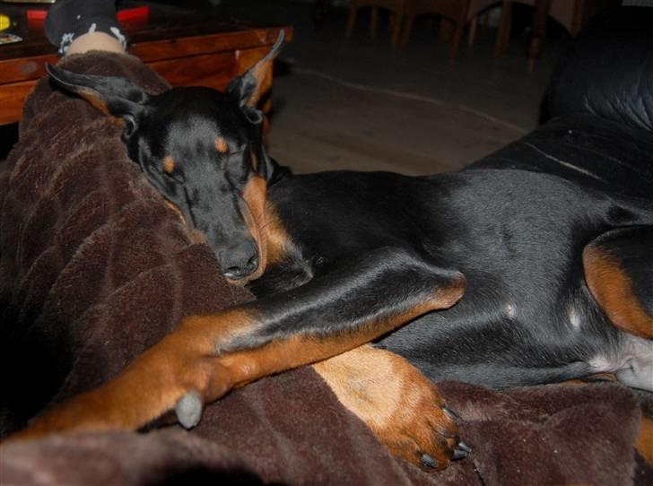 Dobermann ONYX Bene Meritus - åhhh hvor kan man dog se træææææt ud ! (6 måneder gammel) billede 9