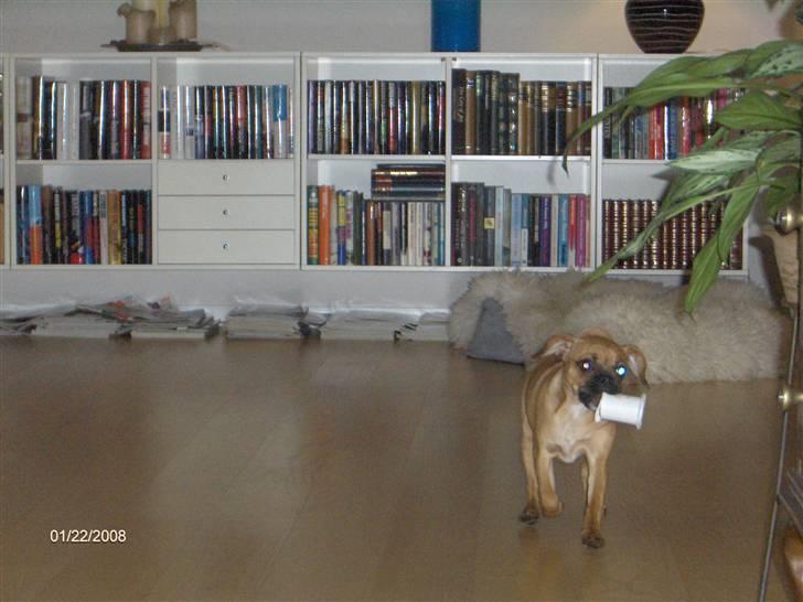 Blanding af racer Frida billede 9