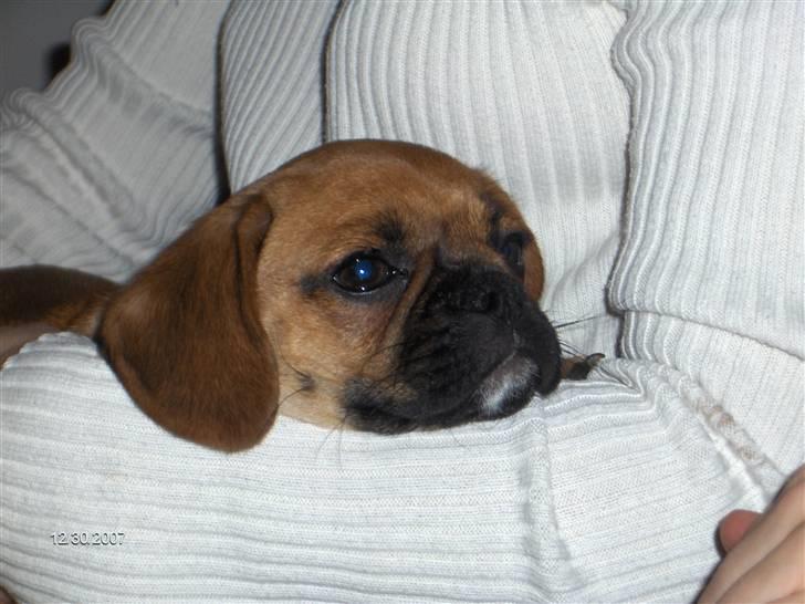 Blanding af racer Frida billede 10