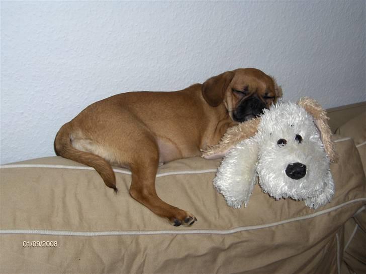 Blanding af racer Frida billede 11