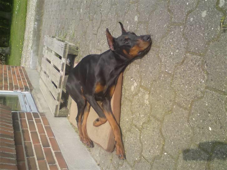 Dobermann ONYX Bene Meritus - Det er altså hårdt at være en vagthund billede 10