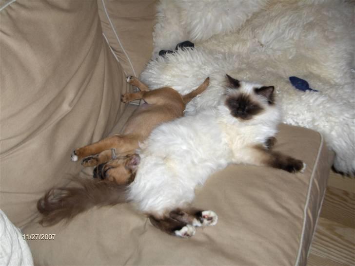 Blanding af racer Frida billede 12