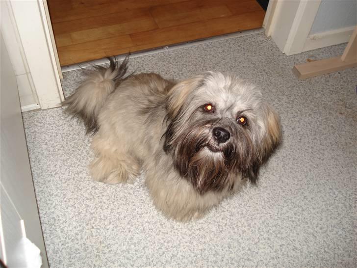 Lhasa apso Mudly billede 3