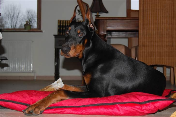 Dobermann ONYX Bene Meritus - Kongepuden med guld-knaster, årets køb fra Ikea og den er kongen værdig.. :-) billede 11