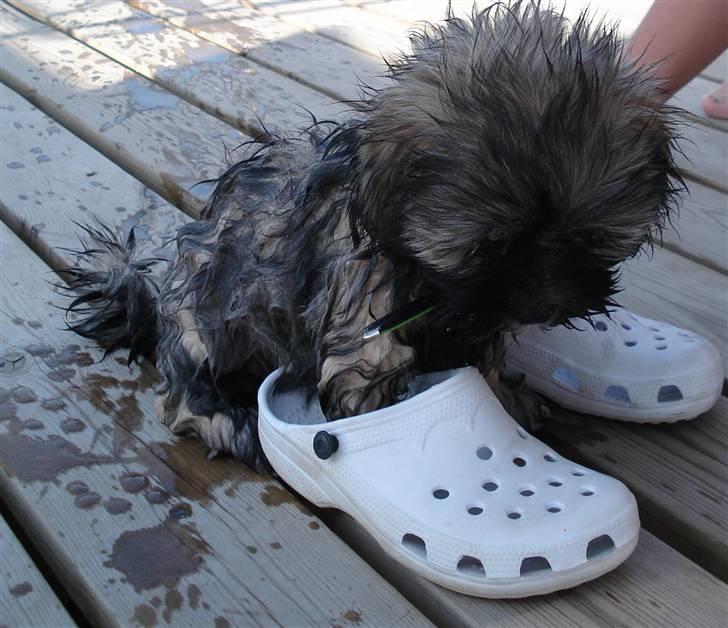 Lhasa apso Mudly - Lille hund... Store sko billede 4