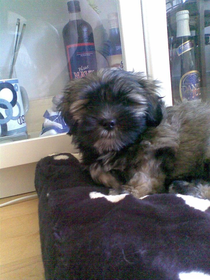 Lhasa apso Mudly - Kender sin plads ved sprutskabet :) billede 6