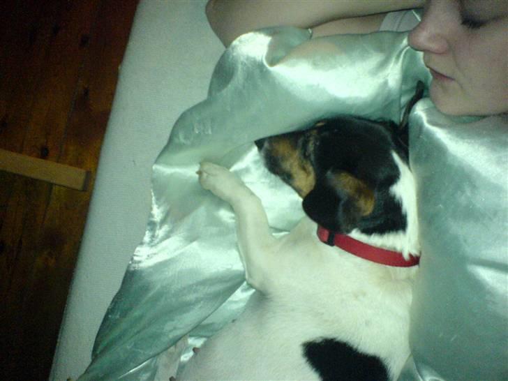 Dansk svensk gaardhund  Bella  billede 19