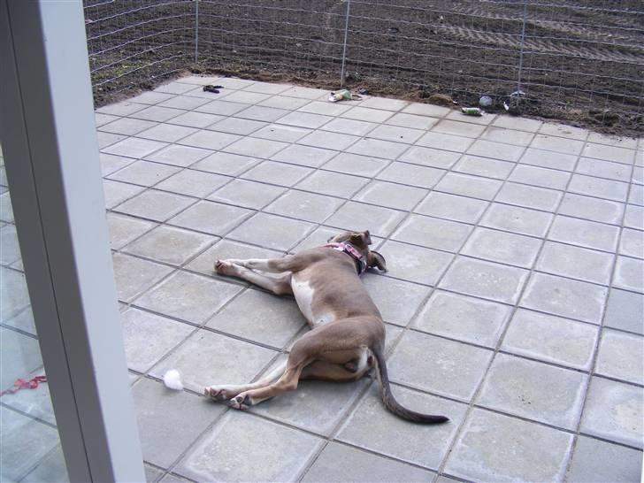 Blanding af racer Joy - Søde lille mig :) billede 7