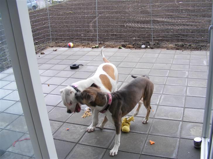 Blanding af racer Joy billede 8