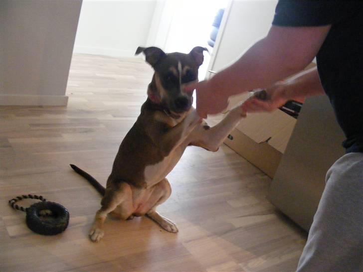 Blanding af racer Joy - gver high 5  :o) billede 9