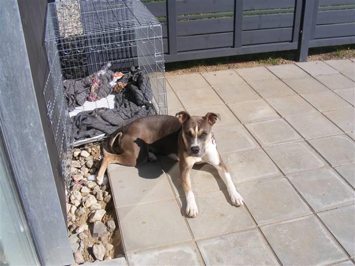 Blanding af racer Joy billede 10