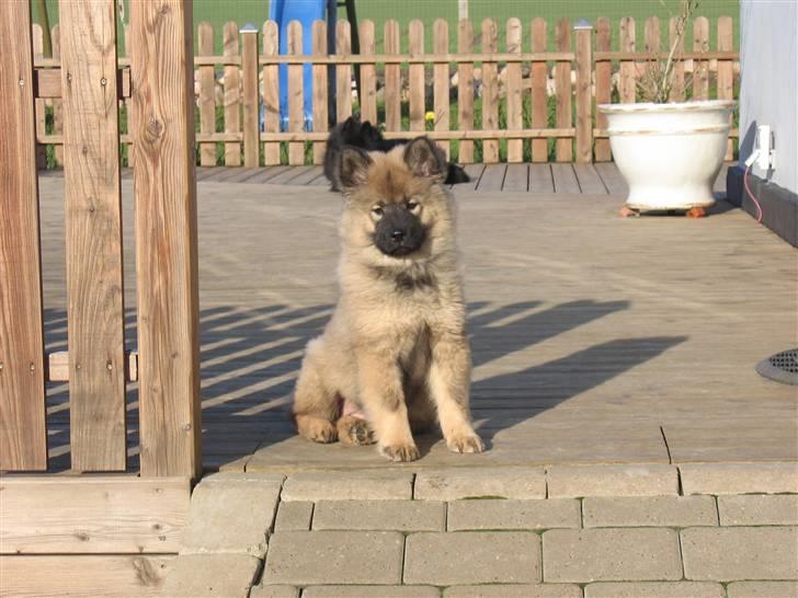 Eurasier Balule Doupel Up billede 1