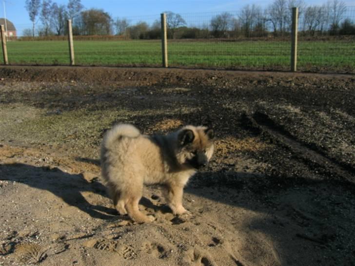 Eurasier Balule Doupel Up billede 2