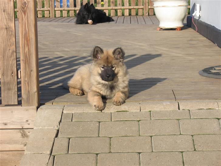 Eurasier Balule Doupel Up billede 3
