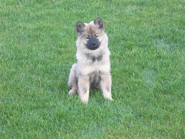 Eurasier Balule Doupel Up billede 4