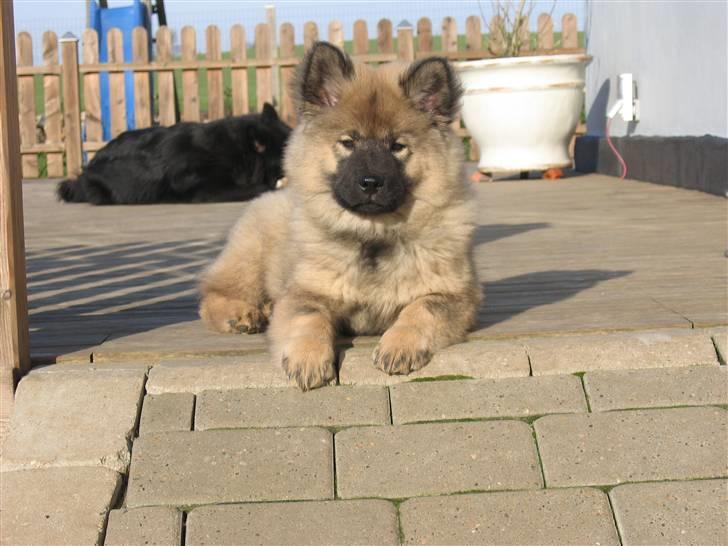 Eurasier Balule Doupel Up billede 5