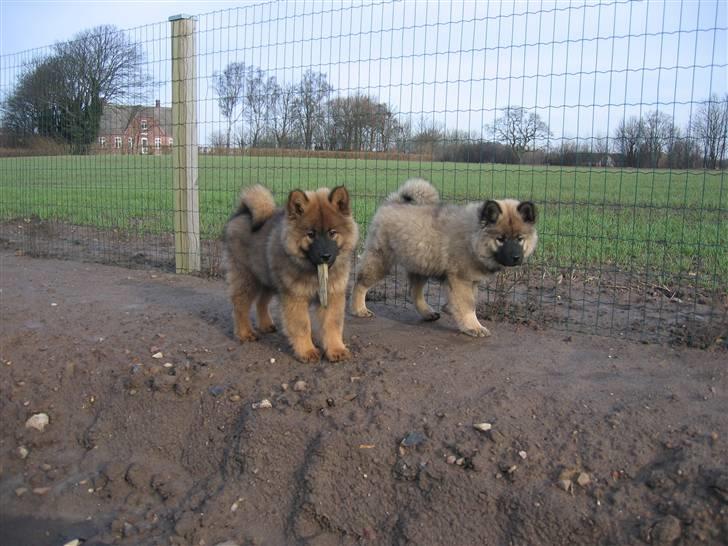 Eurasier Balule Doupel Up billede 6