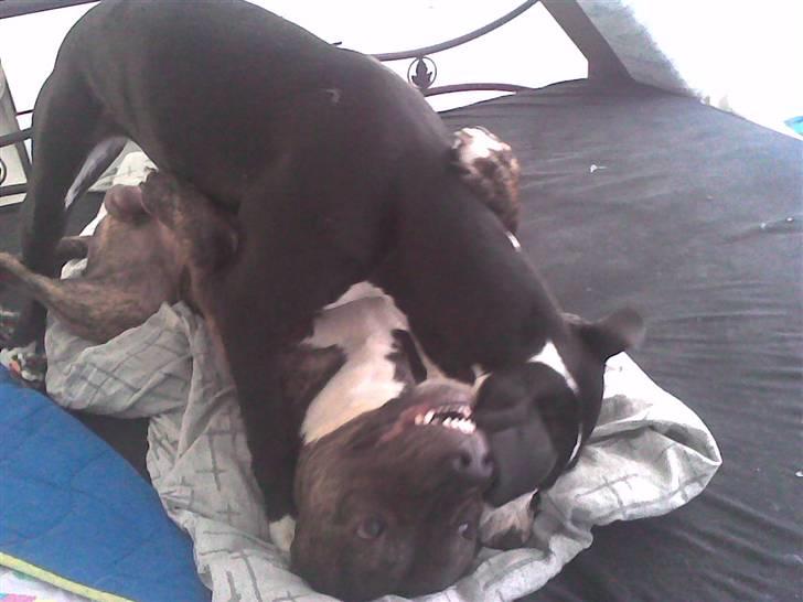 Amerikansk staffordshire terrier Fifi  ( DØD) - nu har jef dig storebror billede 17