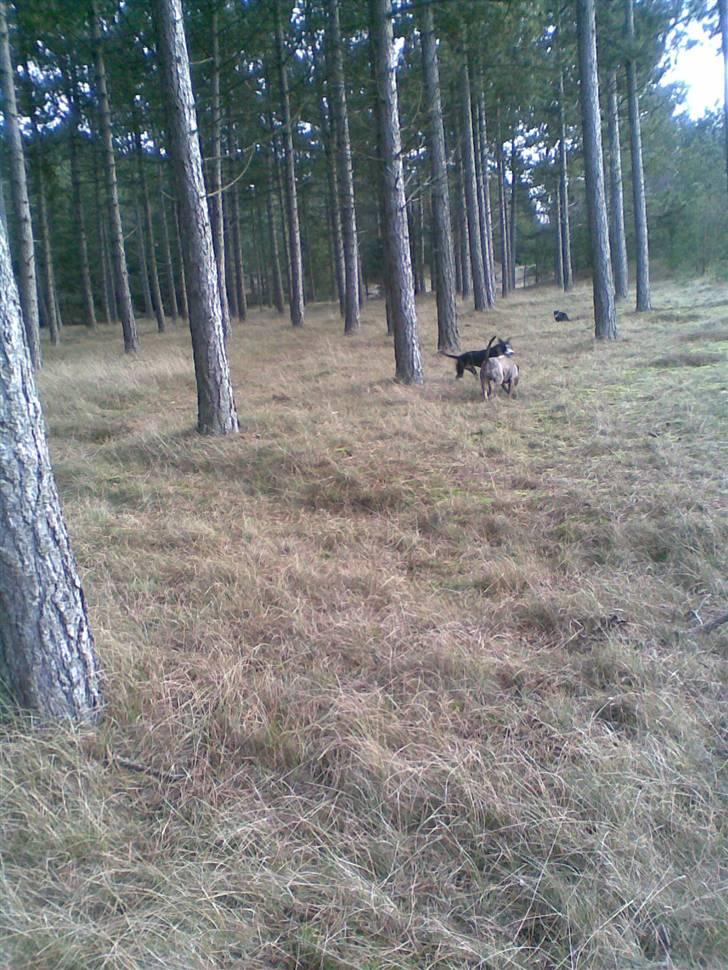 Amerikansk staffordshire terrier Fifi  ( DØD) - hvor den hare hen af billede 18