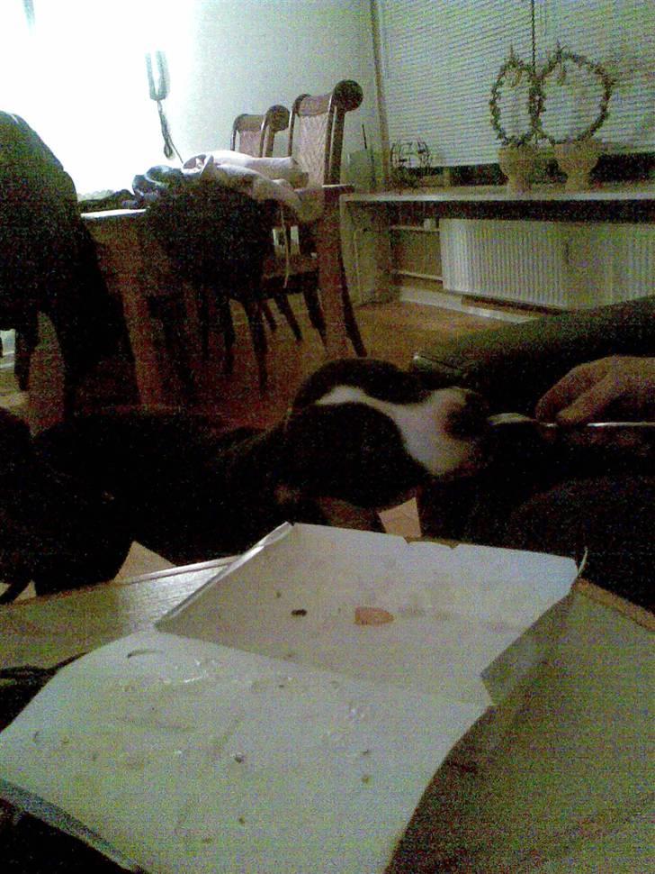 Amerikansk staffordshire terrier Fifi  ( DØD) - spiser med gaffel billede 19