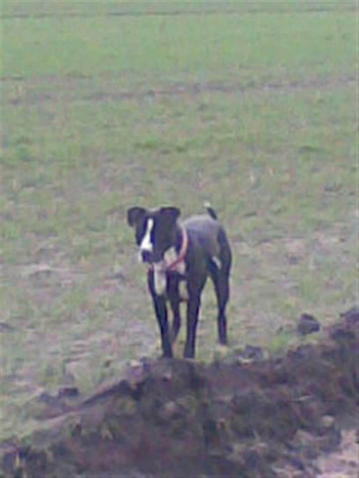 Amerikansk staffordshire terrier Fifi  ( DØD) - jep her jeg billede 20