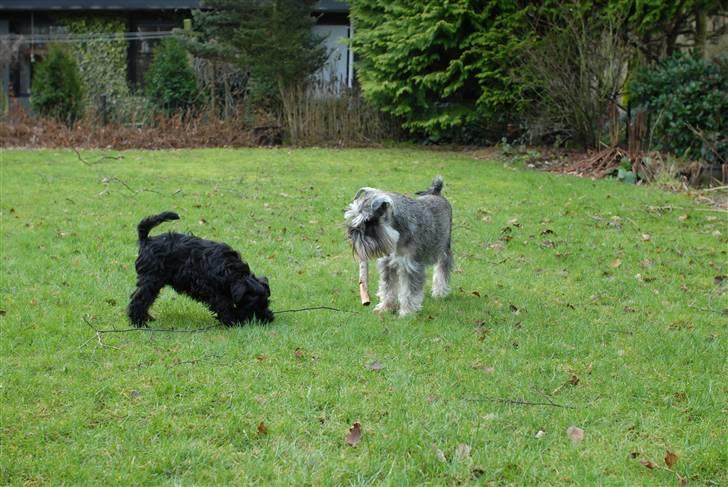 Dvaergschnauzer Muffe - Min mor siger det er min lillebror og at han skal bo hos os, men så må han også lære hvor store pinde man skal finde billede 9