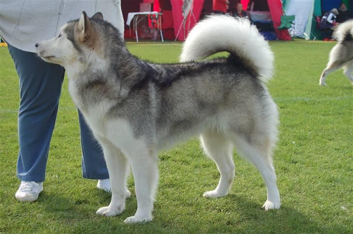 Alaskan malamute Tkaya - 3 år billede 14