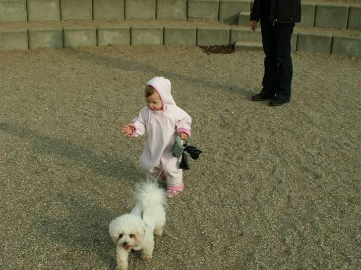 Bichon à poil frisé Lucy Star's Whit Holly - Silke går tur med Holly : D billede 13
