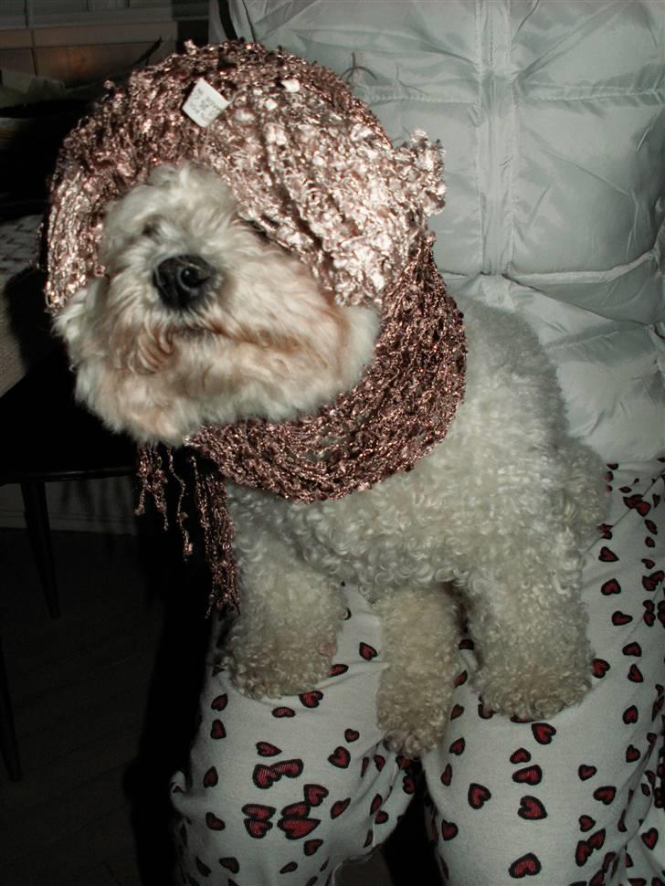 Bichon à poil frisé Lucy Star's Whit Holly - YO! og hvem sagde at min hund ikke kunne være sej : D  billede 14