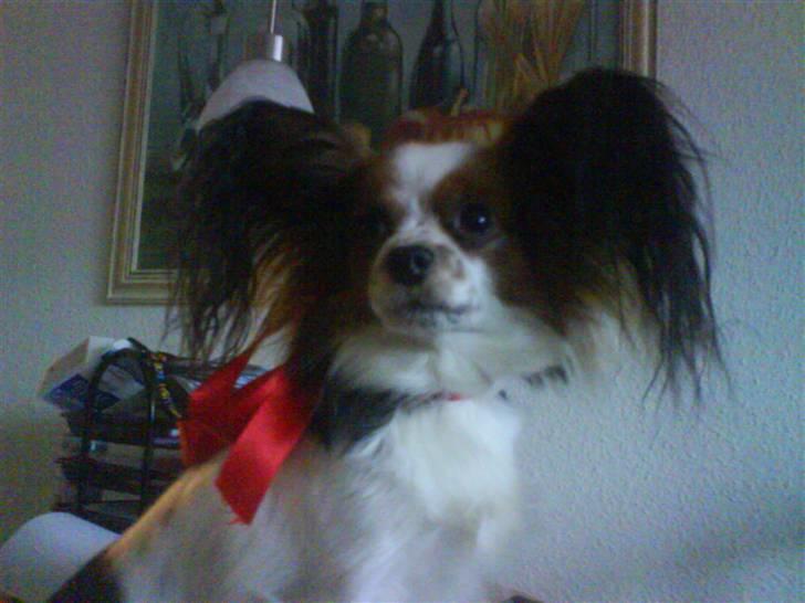 Papillon muddi. Aflivet. - Juleaften(: billede 20