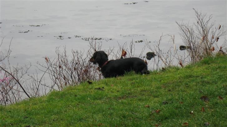 Dværggravhund Mille - Mille på en af sine daglige ture til vandet billede 6