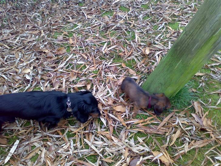 Dværggravhund Freja (R.I.P) - Thor og jeg udforsker vores have... billede 12