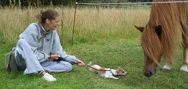 Parson russell terrier Kvik - Uhha den pruuh hund er da godt nok stor billede 8