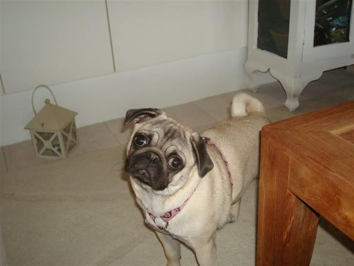 Mops Perle billede 19