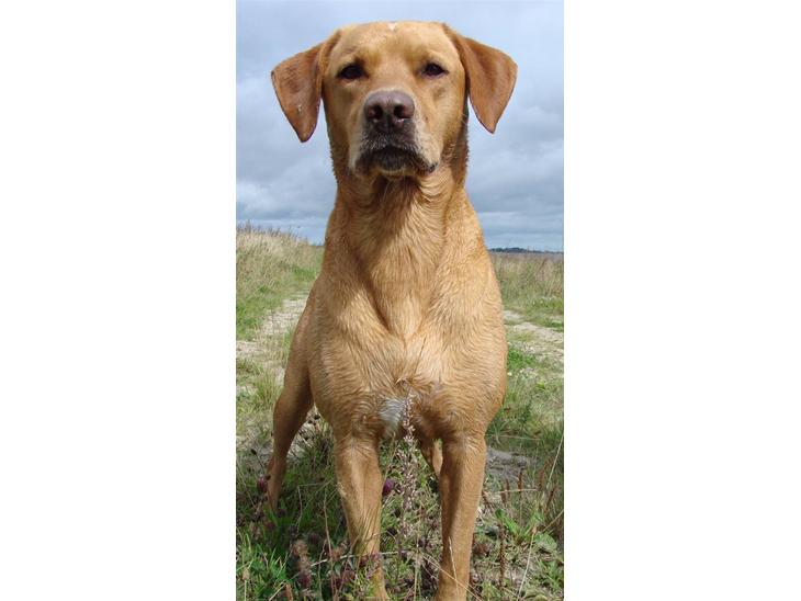 Blanding af racer cosmo R.I.P. billede 1
