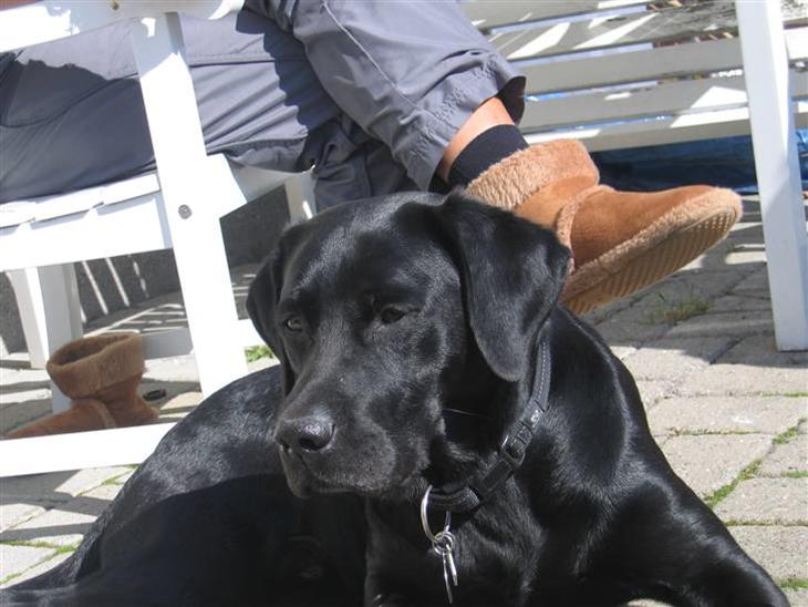Labrador retriever Sammi R.I.P  - Ligger lige og tager en slapper ude i haven :´) <3 billede 1