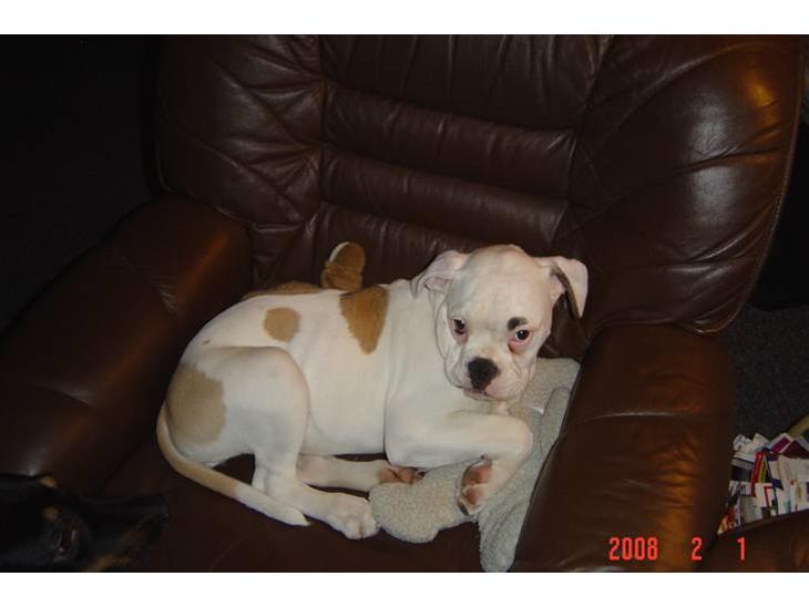 {{currentPhoto.altText}} billede {{currentPhoto.number}}