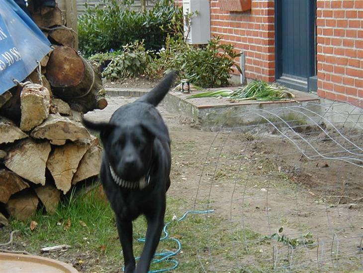 Labrador retriever lucky R.I.P )= - er hun ikk bare sød??????????????????????????????????????? billede 1