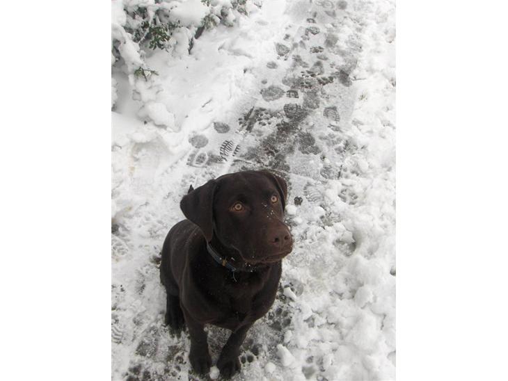 Labrador retriever Bailey - Bailey 7 måneder gammel billede 1