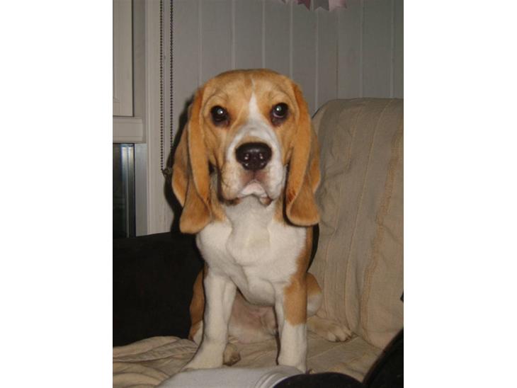 Beagle Balder - Er jeg ikke bare dejlig billede 1