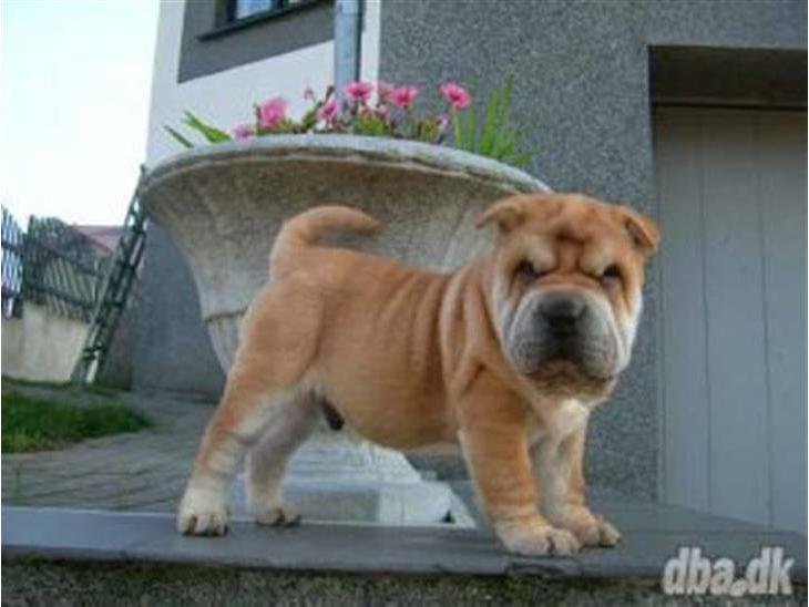 {{currentPhoto.altText}} billede {{currentPhoto.number}}