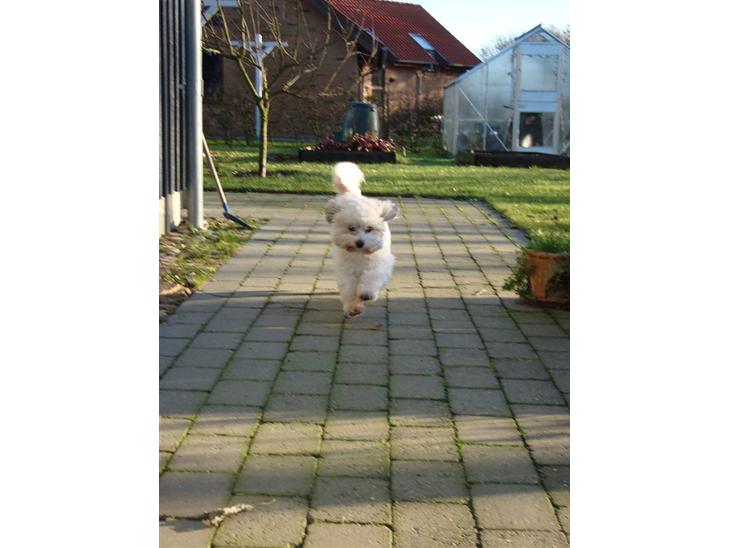 Coton de tulear cosmo(whitebear Fernando) - Hej .. velkommen til min profil:) billede 1