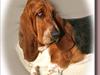 Basset hound Ludvig