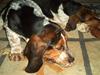 Basset hound Emma