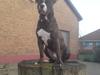 Amerikansk staffordshire terrier Otto