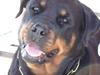Rottweiler Victoria