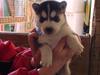 Siberian husky Marquis