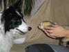 Border collie Bamse - Min mors - :o! hva er det ?!